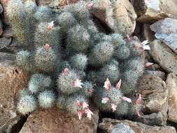 Image of Mammillaria albicans subsp. fraileana (Britton & Rose) D. R. Hunt