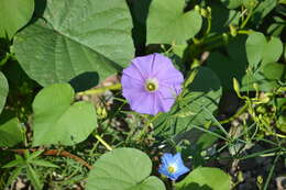 Image of Ipomoea parasitica (Kunth) G. Don