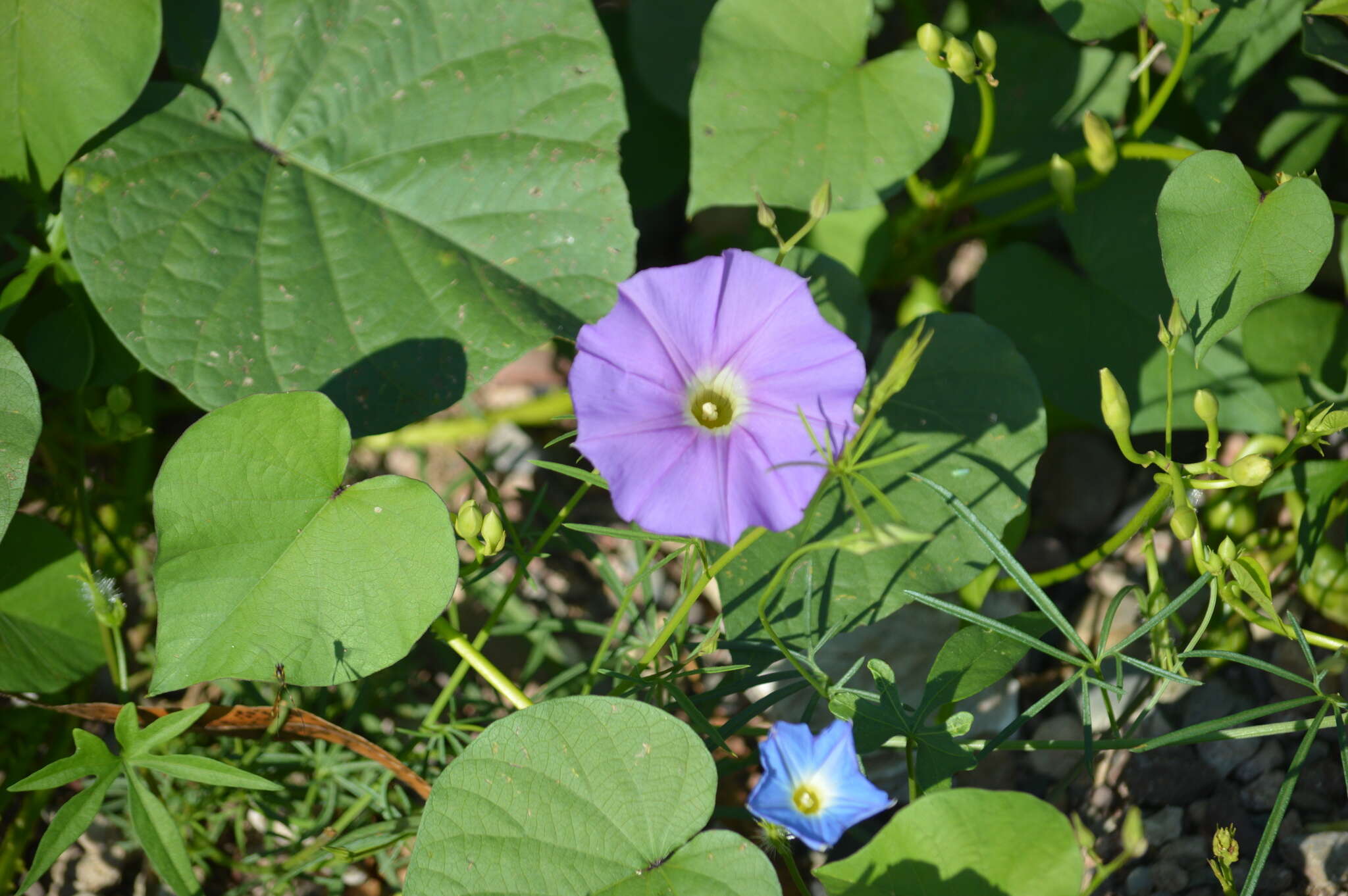 Image of Ipomoea parasitica (Kunth) G. Don