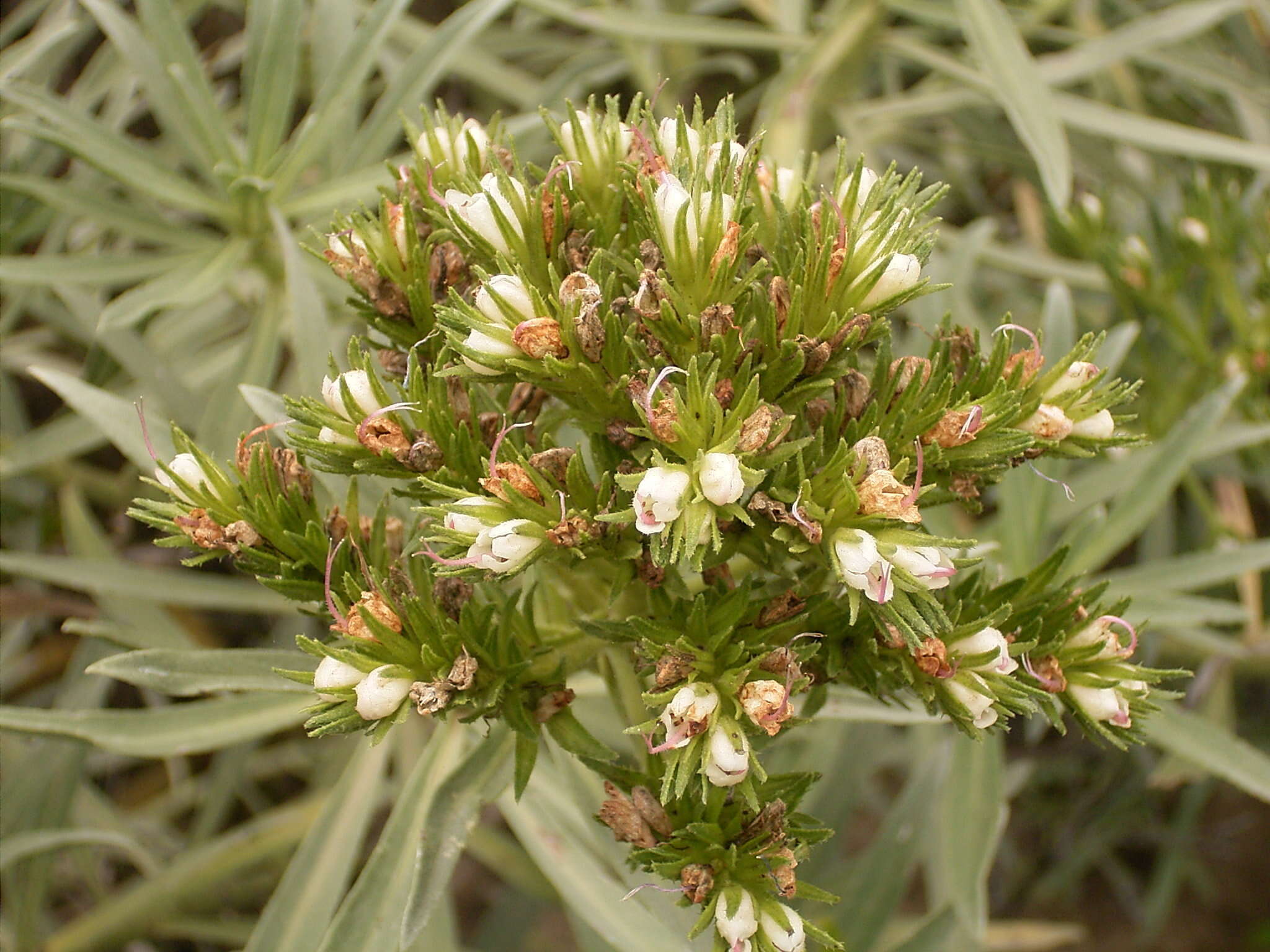 Plancia ëd Echium brevirame Sprague & Hutchinson