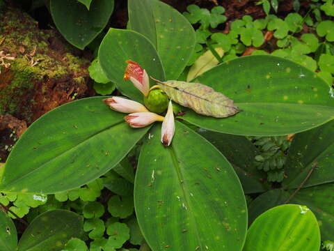 Image of stepladder ginger