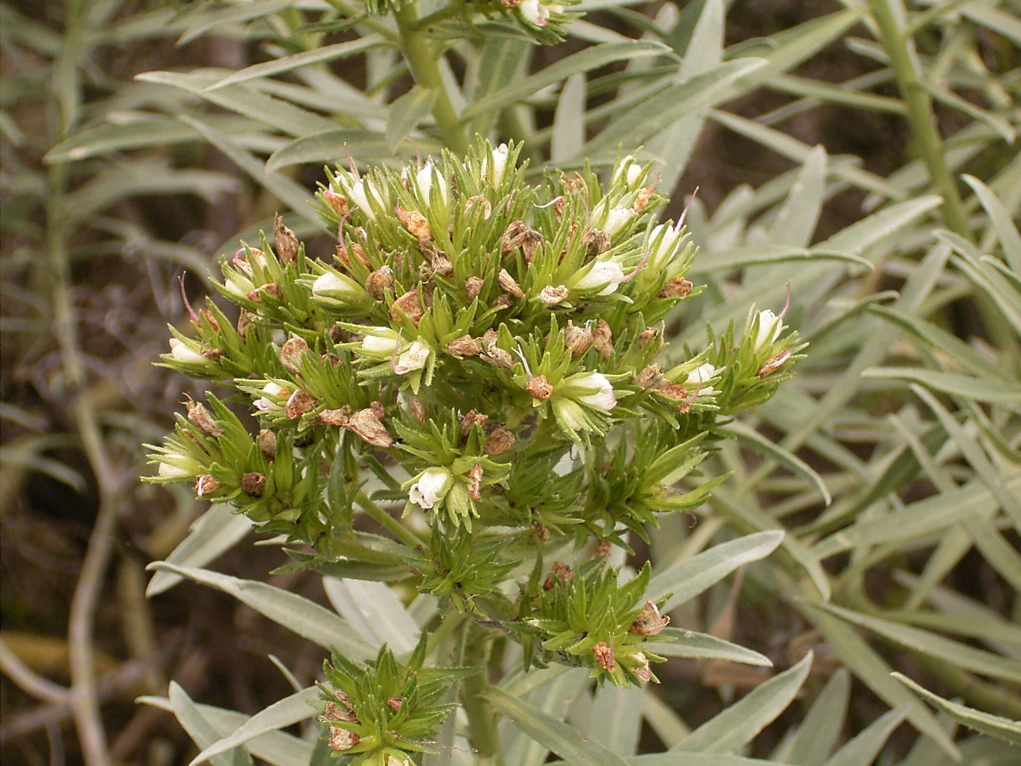 Plancia ëd Echium brevirame Sprague & Hutchinson