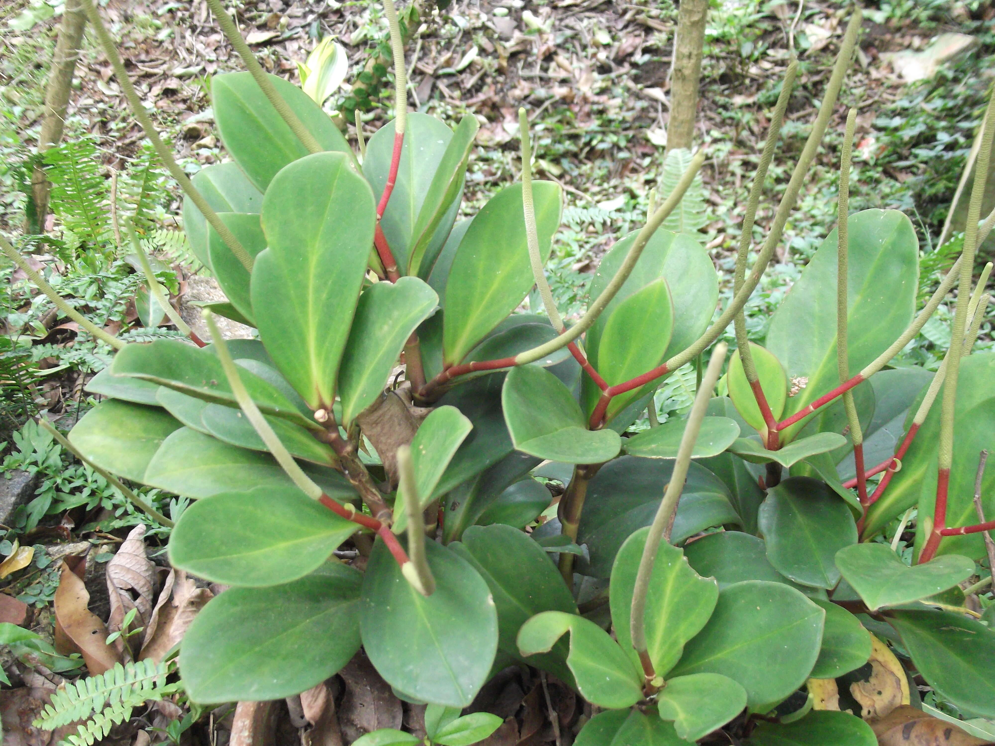 Peperomia obtusifolia (L.) A. Dietr. resmi