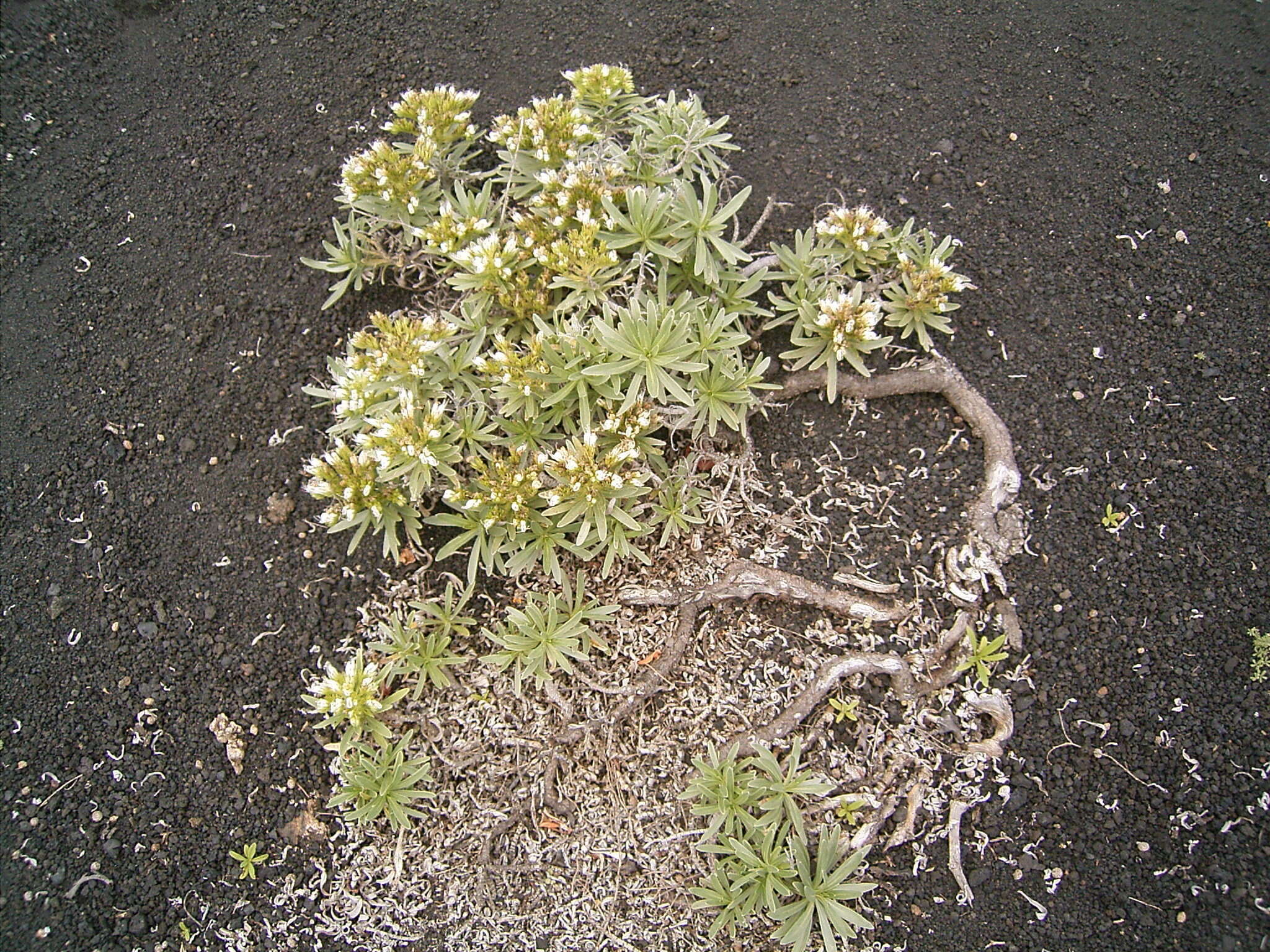 Plancia ëd Echium brevirame Sprague & Hutchinson