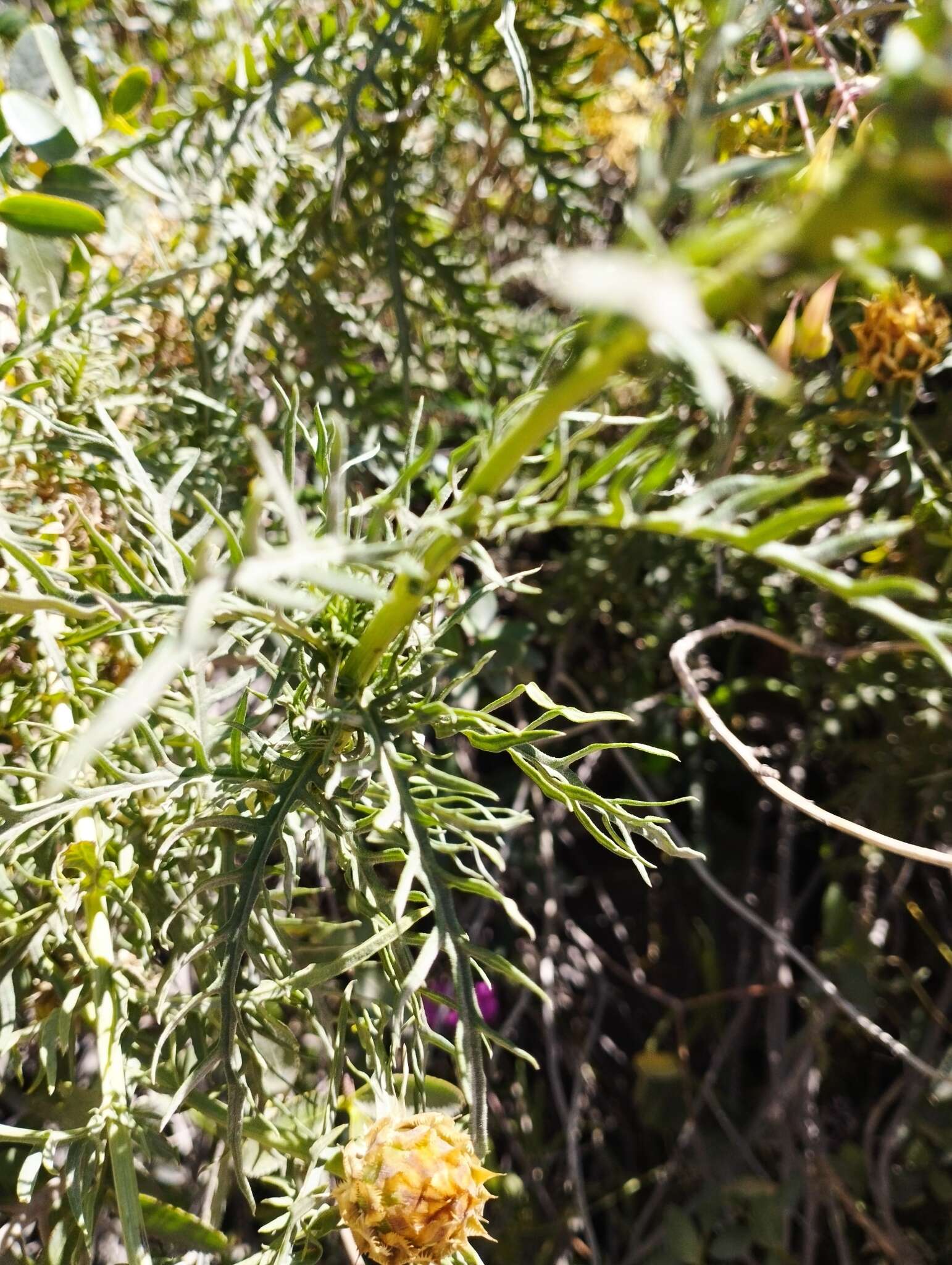 Image of Plectocephalus chilensis G. Don ex Loud.