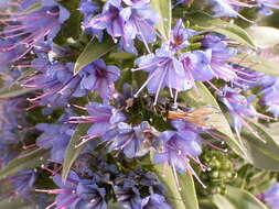 Image of Echium webbii Coincy