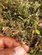 Image of Indigofera linifolia (L. fil.) Retz.