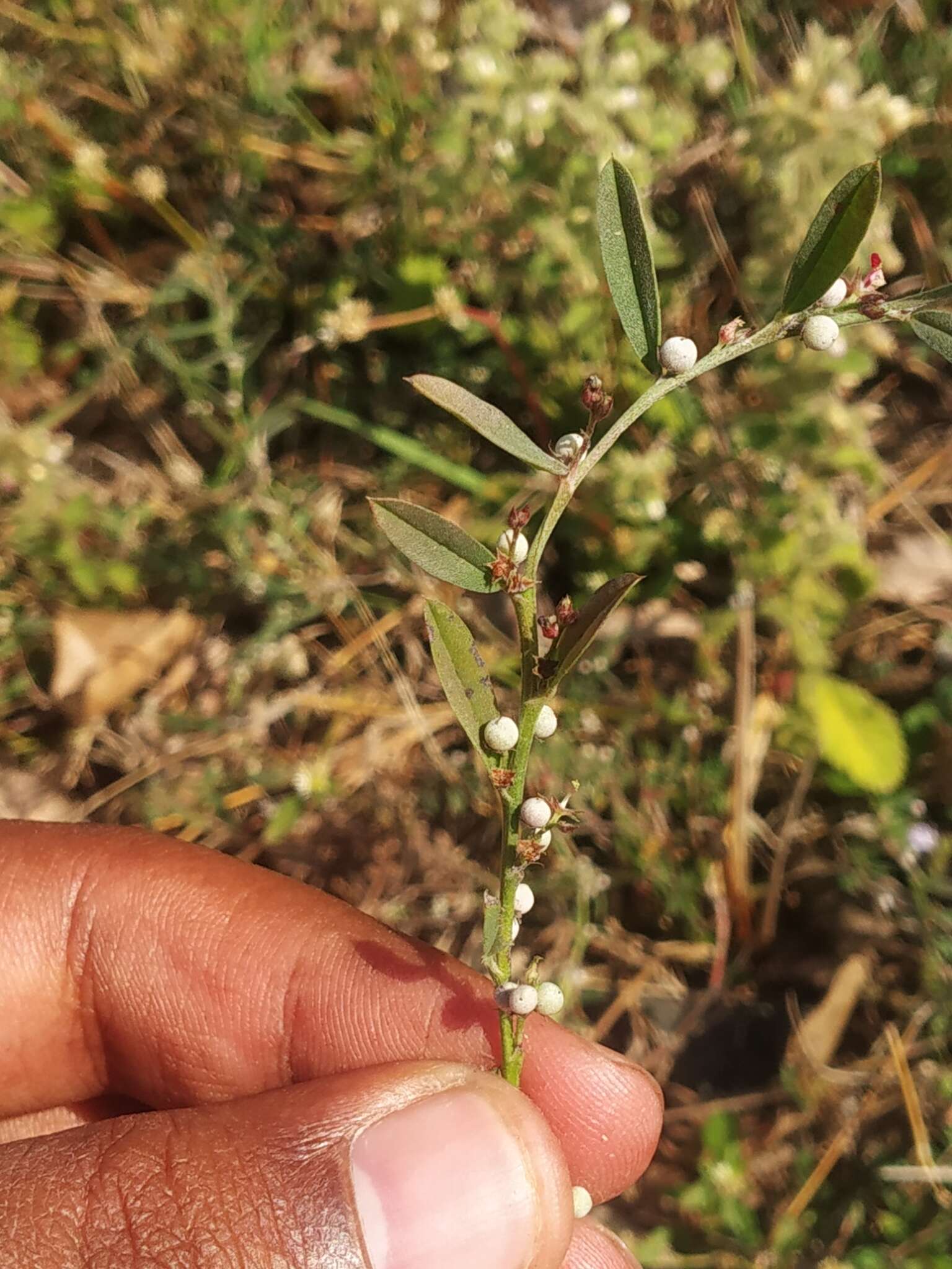 Image of Indigofera linifolia (L. fil.) Retz.