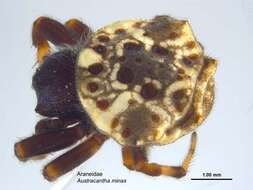 Image of Austracantha