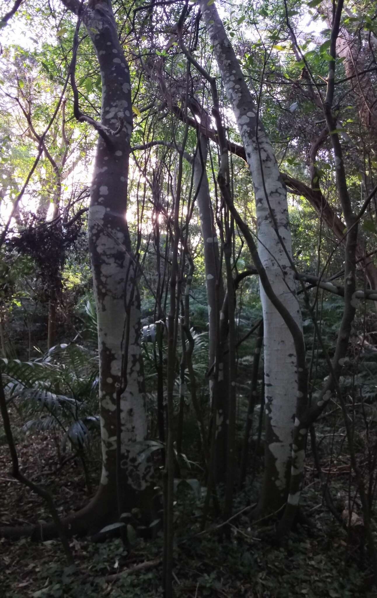 Image of Ficus coronata de Spin