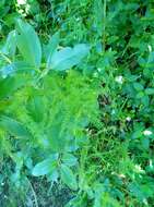 Image of Asparagus scandens Thunb.