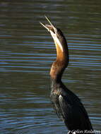 Image de Anhinga rufa rufa (Daudin 1802)