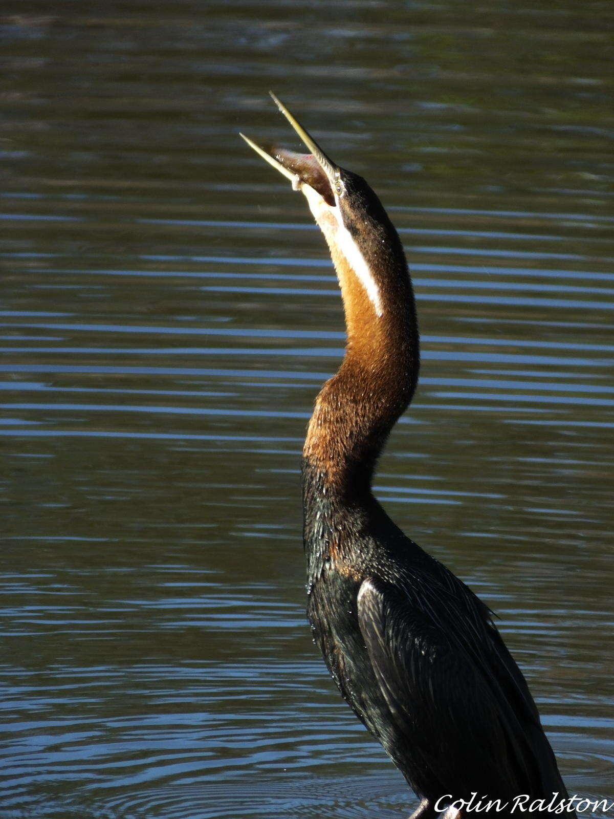 Image de Anhinga rufa rufa (Daudin 1802)