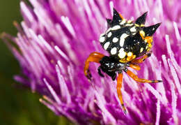 Image of Austracantha