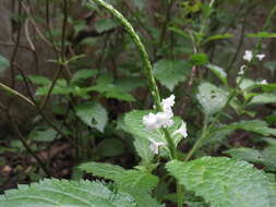 Image of Stachytarpheta indica (L.) Vahl