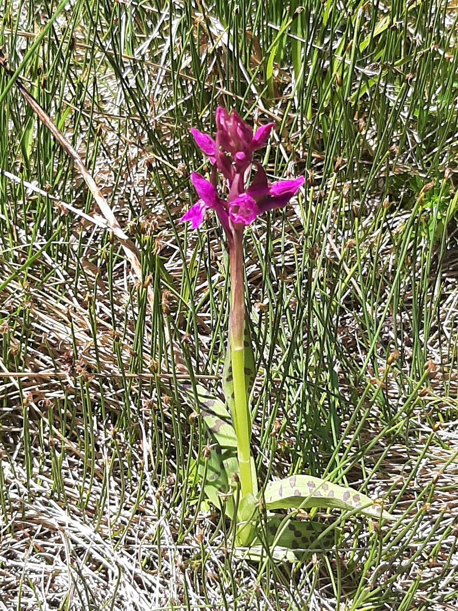 Image de Dactylorhiza lapponica (Laest. ex Hartm.) Soó