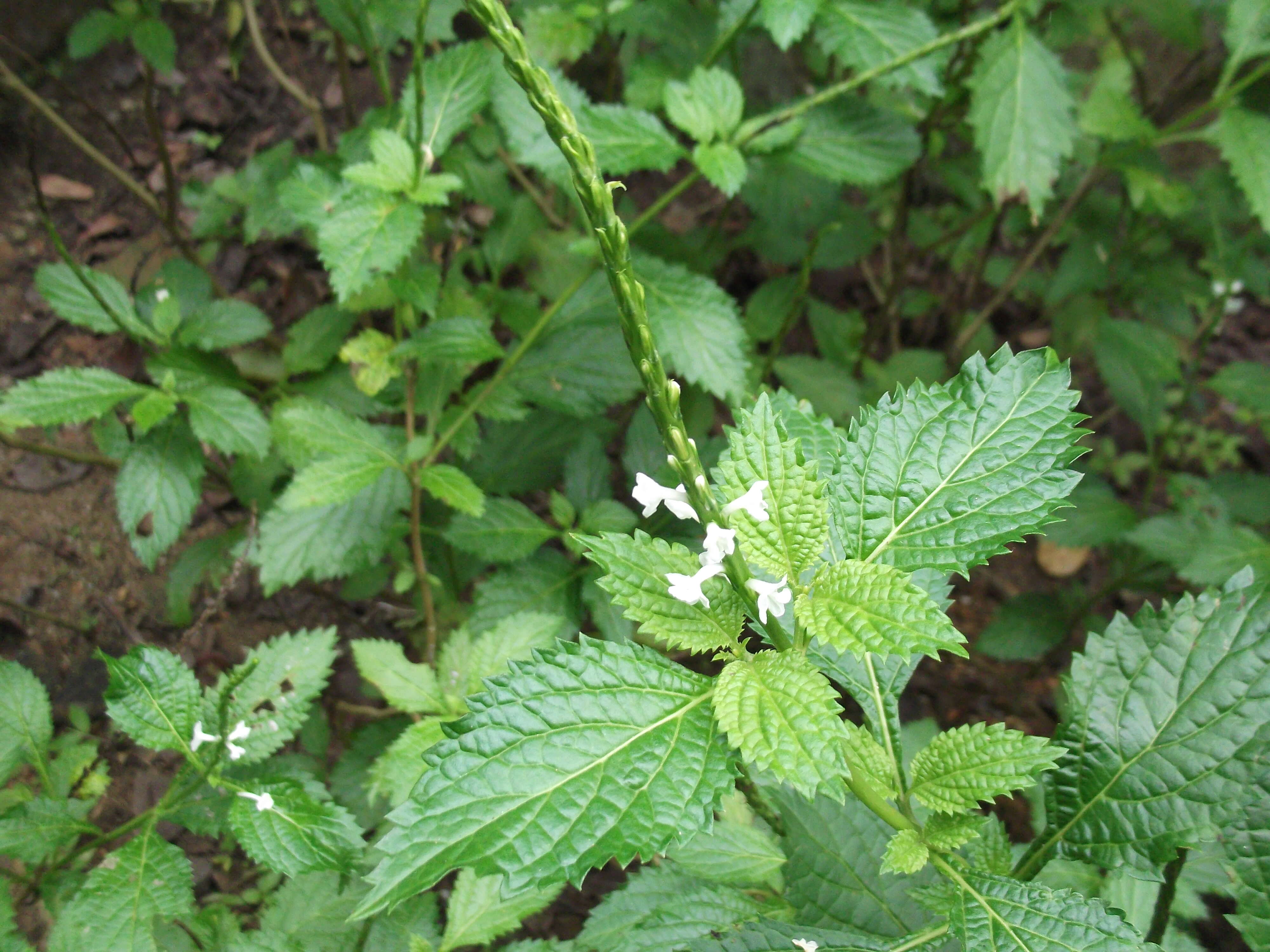 Image of Stachytarpheta indica (L.) Vahl