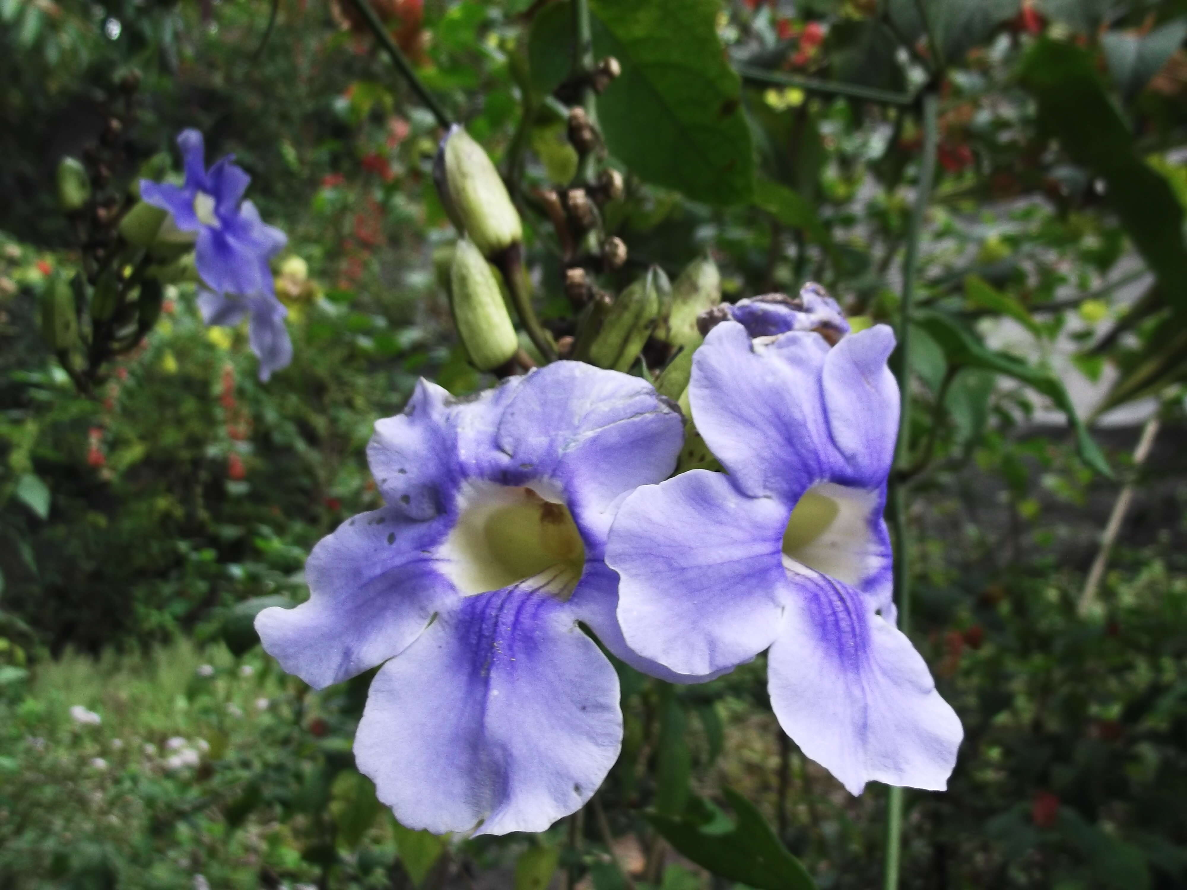 Image of Bengal clock vine