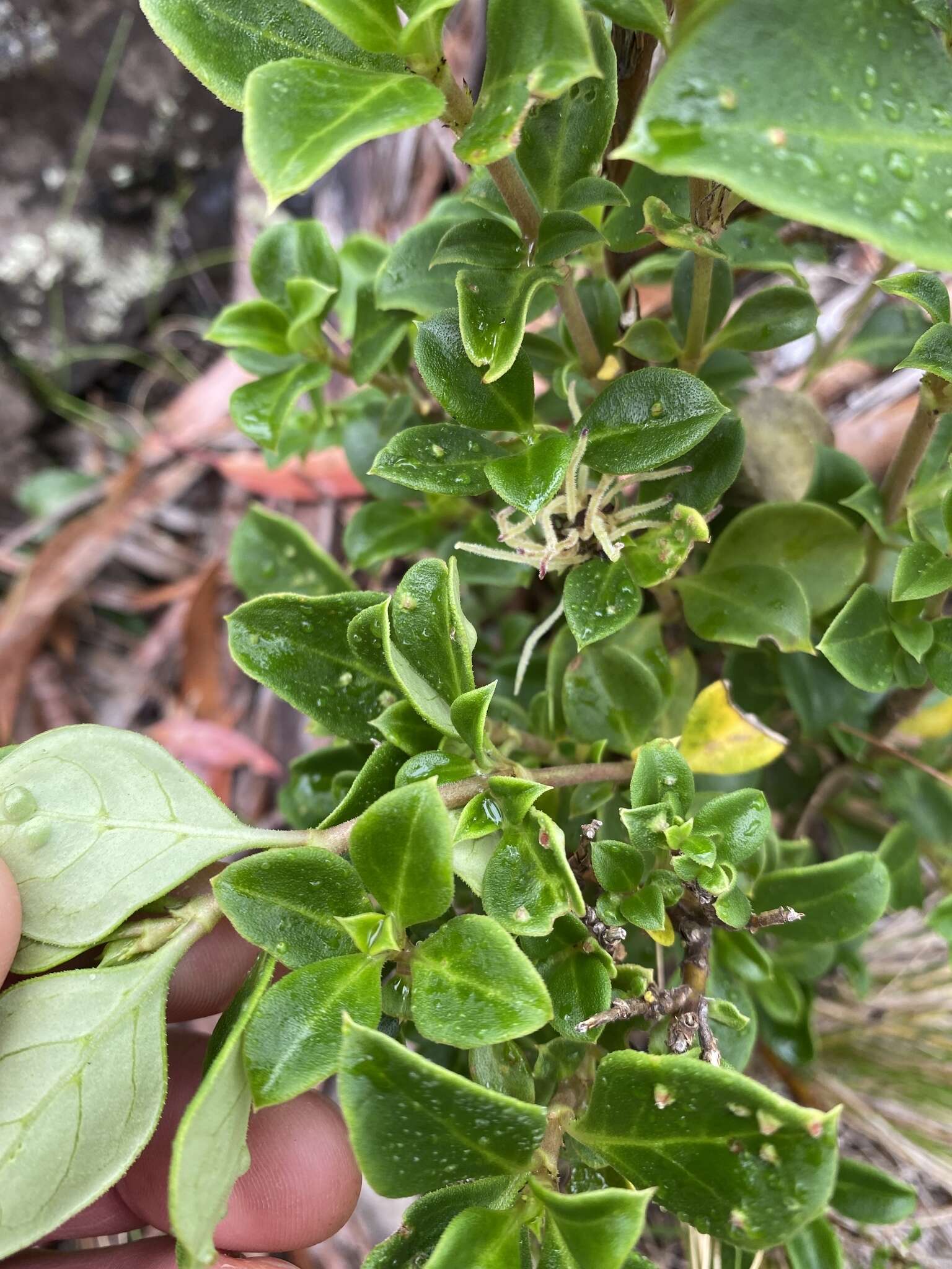 Image of Coprosma hirtella Labill.