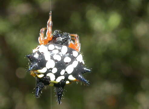 Image of Austracantha