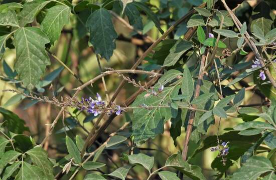 Image of Desmodium bridgesii (Schindl.) Burkart