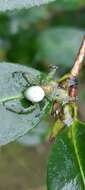 Image of Aoaraneus pentagrammicus