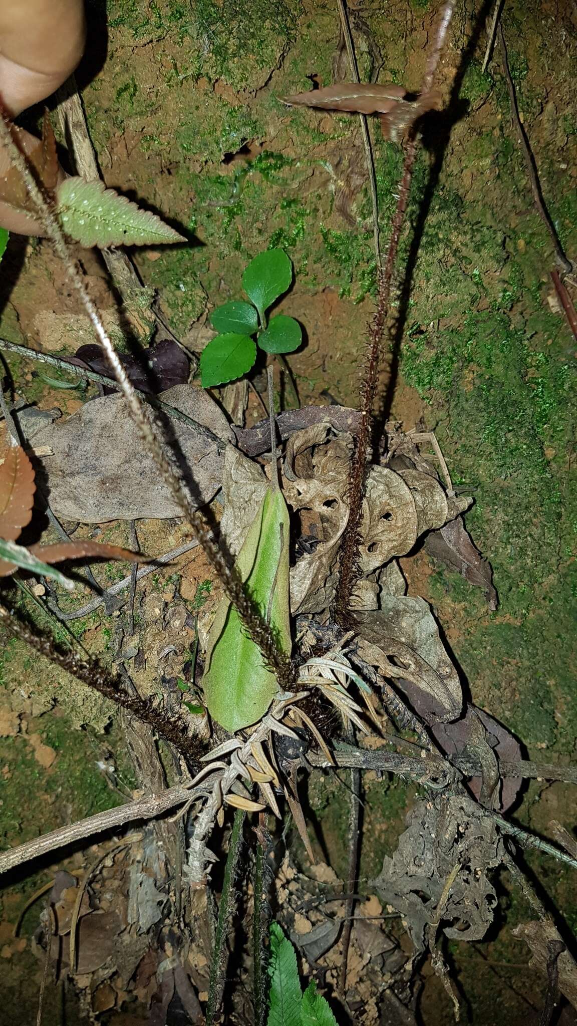 Image de Dryopteris decipiens (Hook.) O. Kuntze