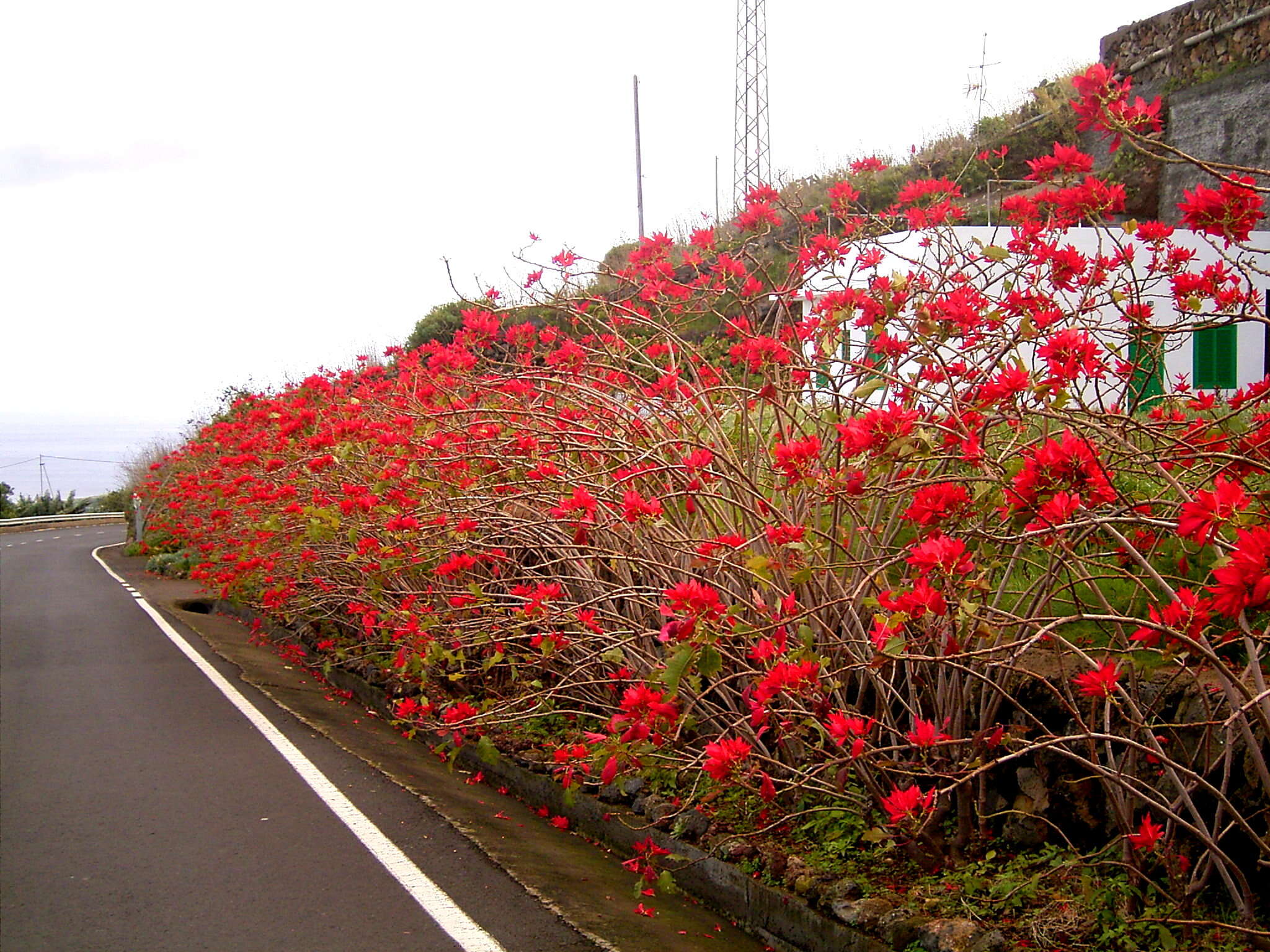 Image of poinsettia