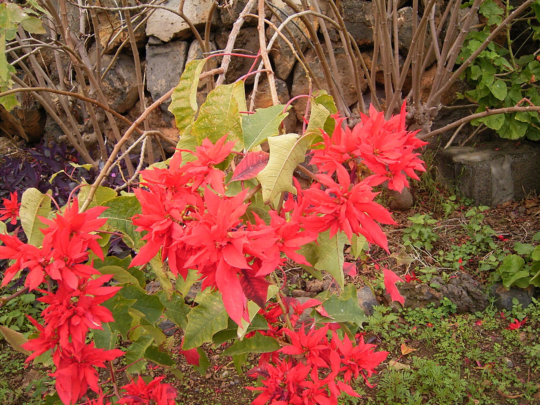 Image of poinsettia