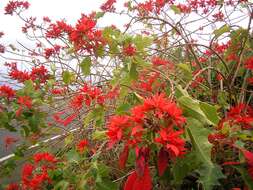 Image of poinsettia