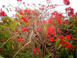 Image of poinsettia