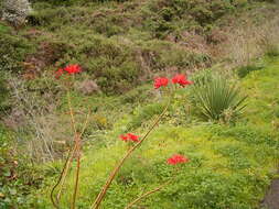 Image of poinsettia