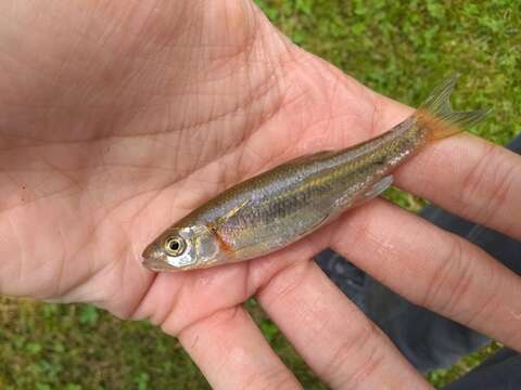 Image of Rosyside Dace