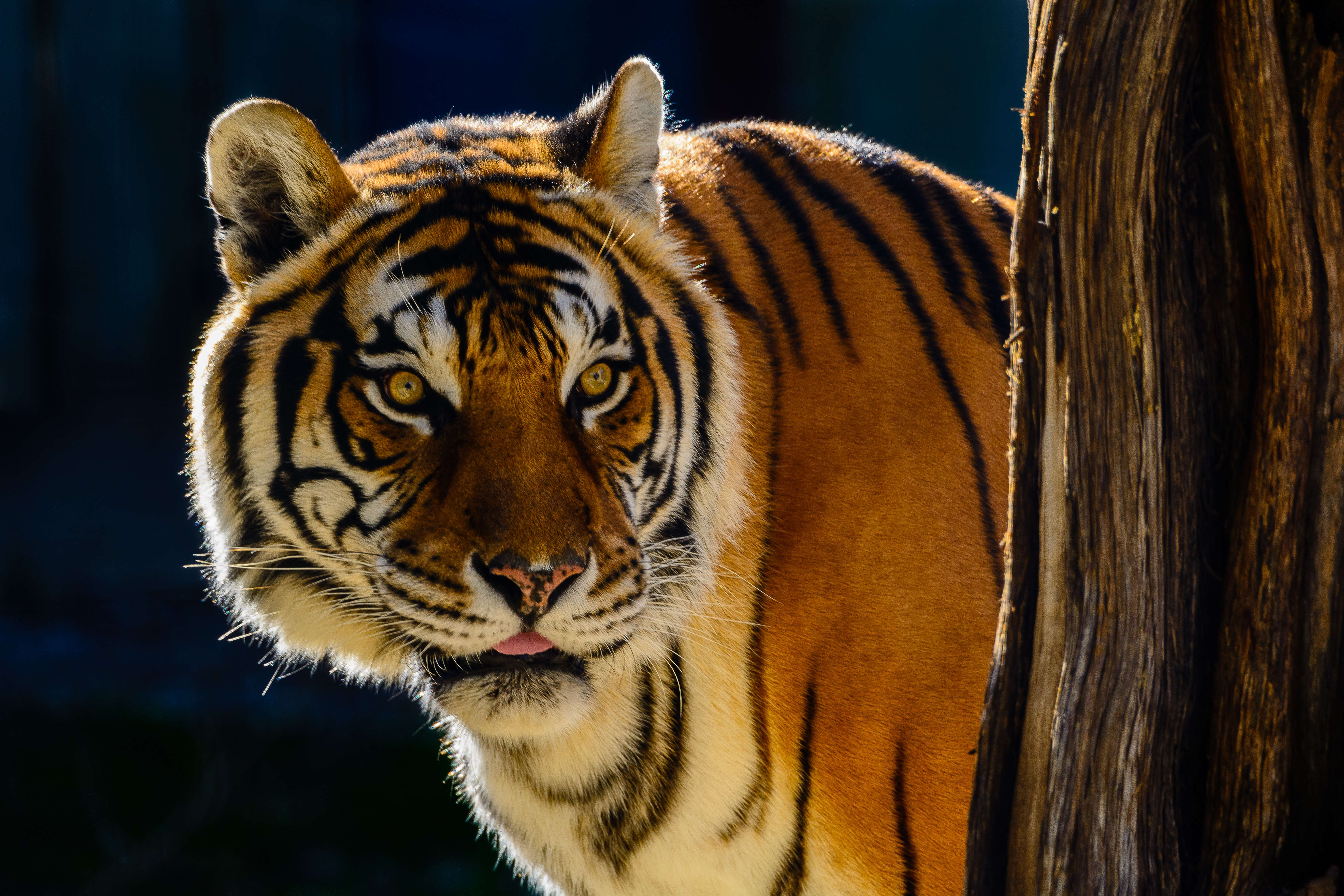 Image of Bengal Tiger