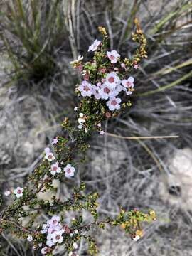 Sivun Rinzia ericaea (F. Muell. ex Benth.) Rye kuva