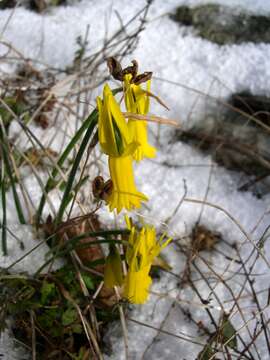 Narcissus cyclamineus DC. resmi