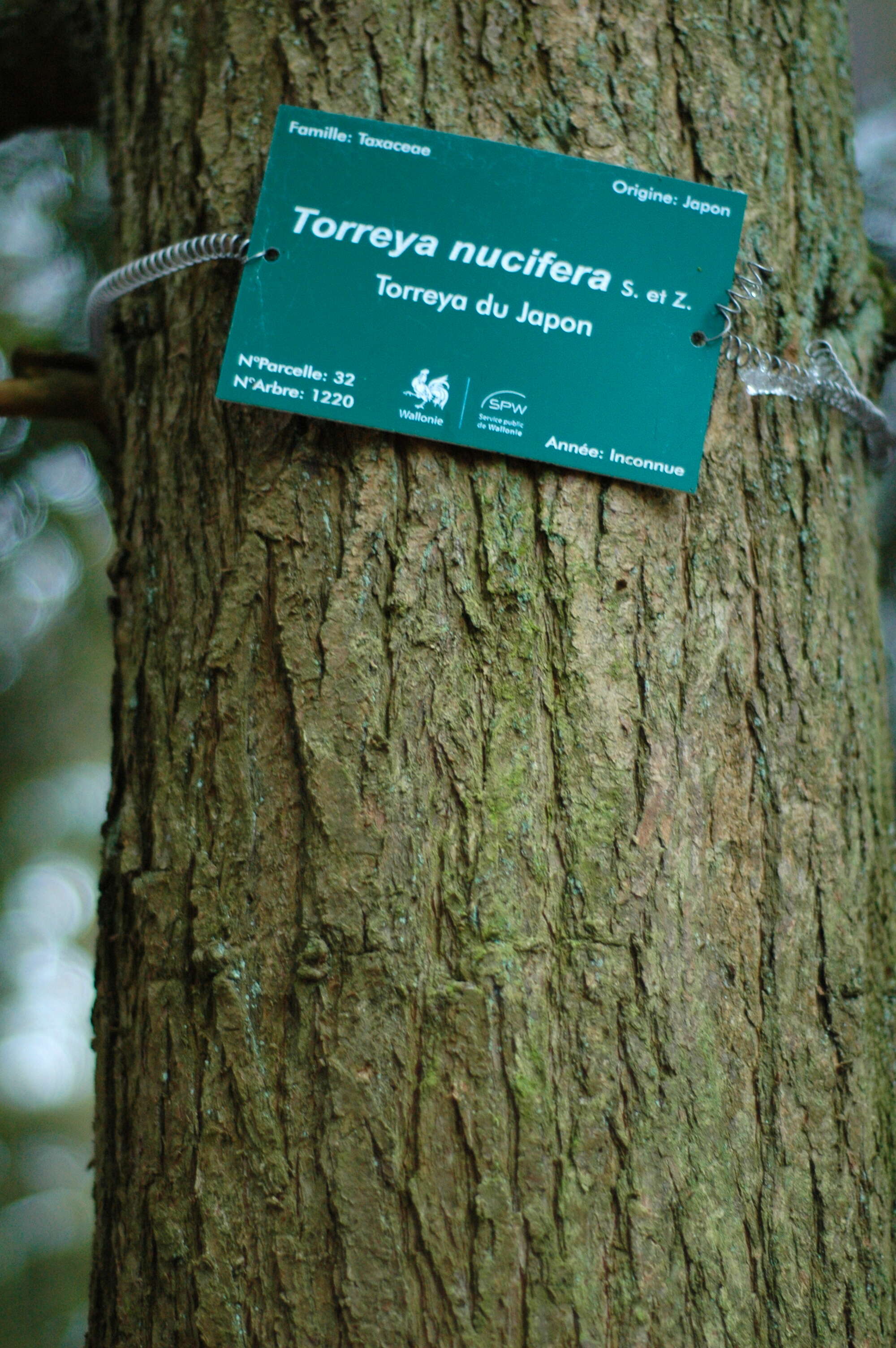 Image of Japanese Nutmeg Tree