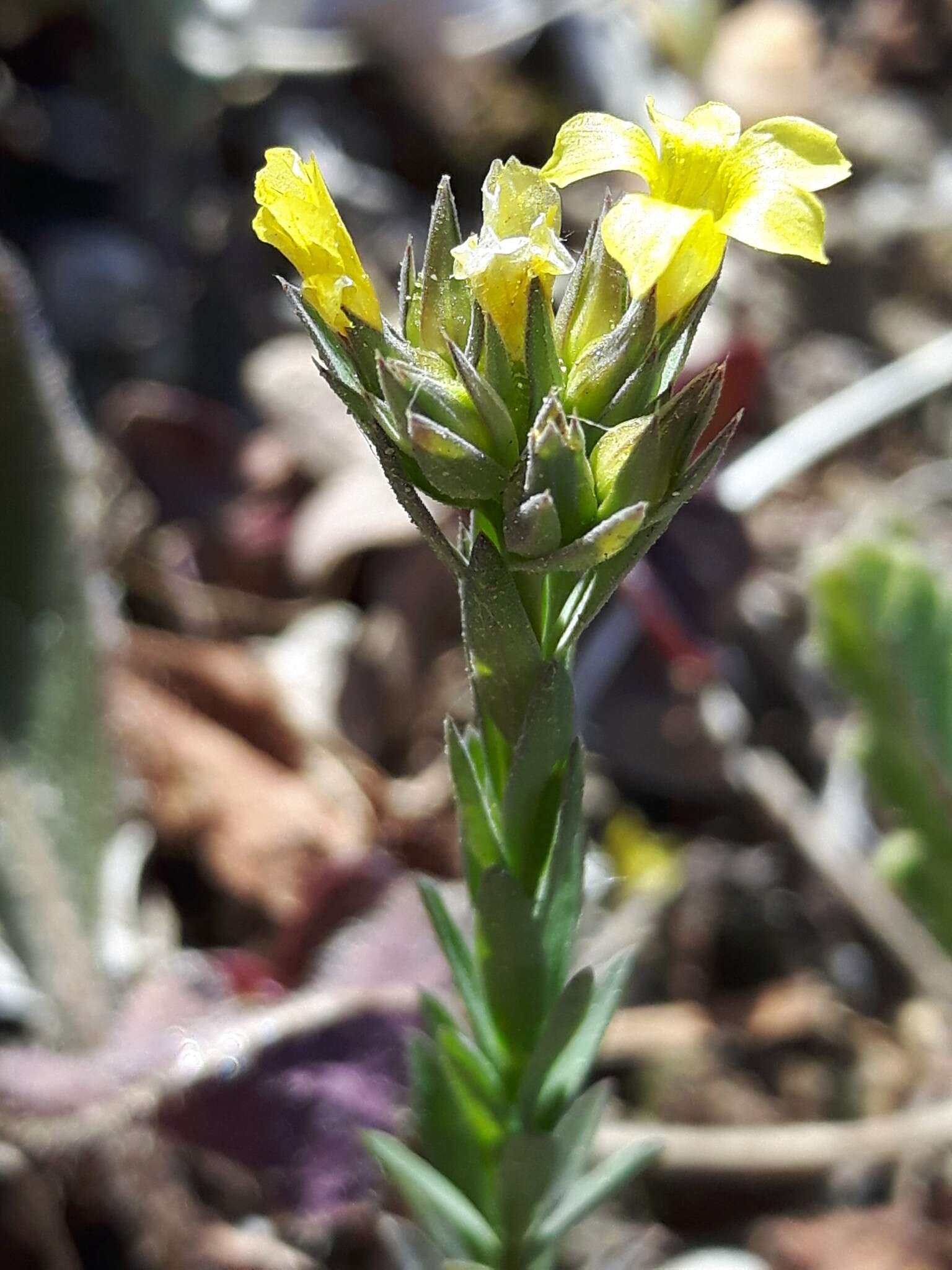 Слика од Linum strictum L.