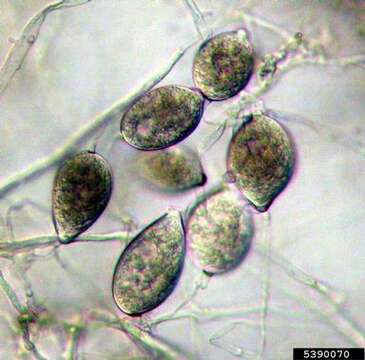 Слика од Phytophthora colocasiae