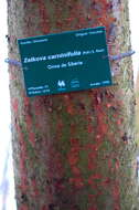 Image of Caucasian zelkova