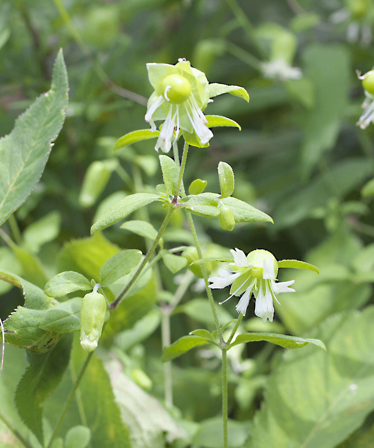 Слика од Silene baccifera (L.) Roth