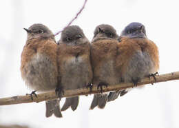 Image of Western Bluebird