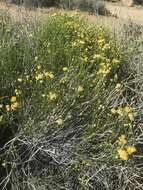 Image of rayless goldenhead