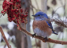 Image of Western Bluebird