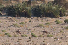 Image of Arabian Gazelle