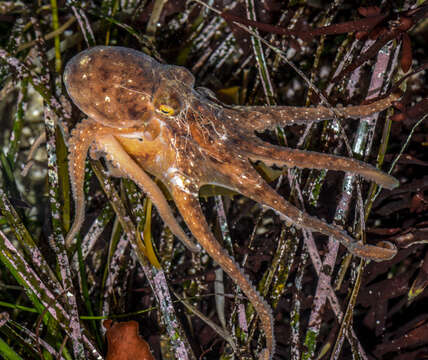 Image of East Pacific red octopus