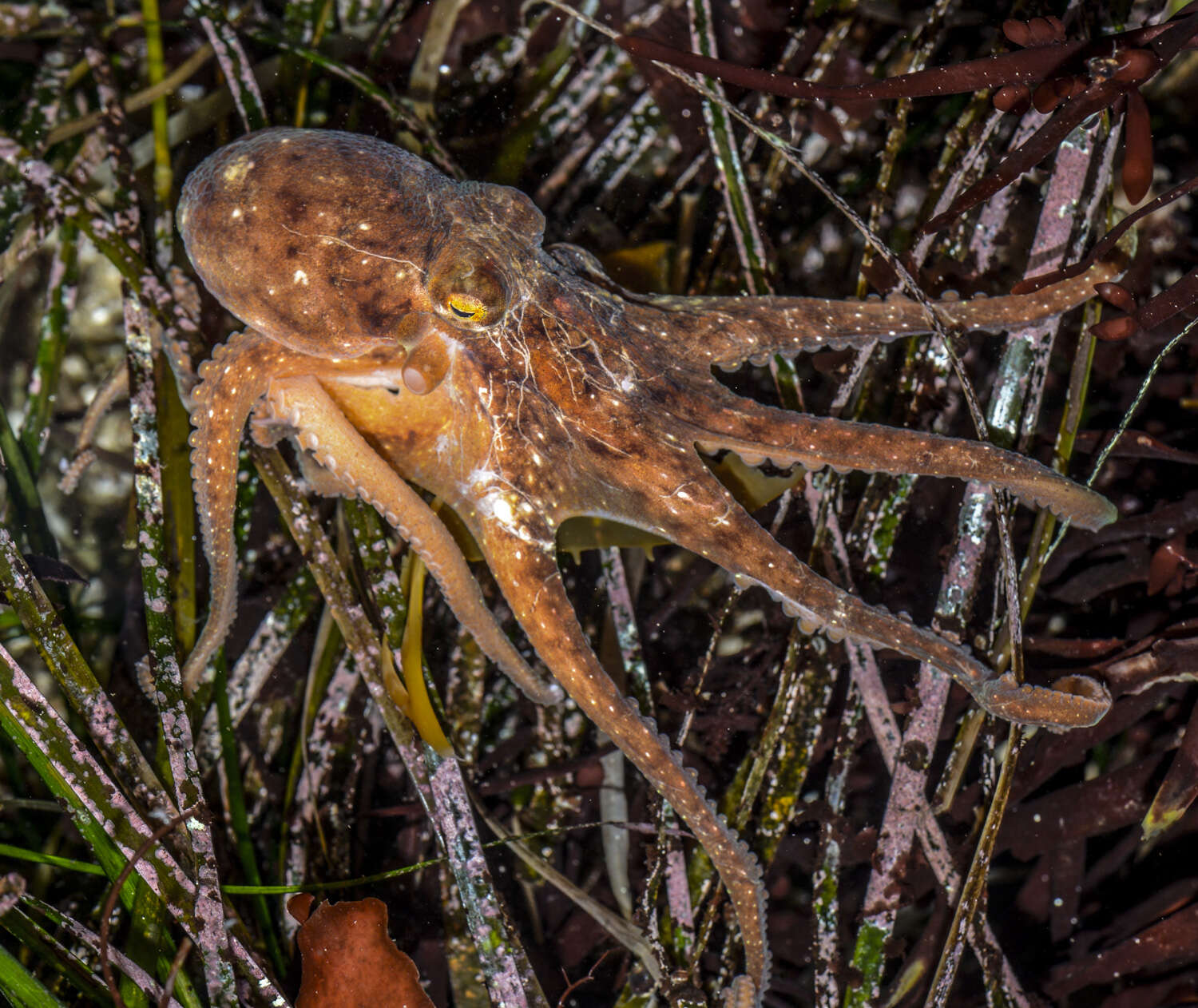 Image de Octopus rubescens Berry 1953