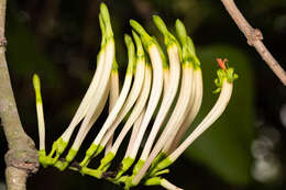 Image of Dendrophthoe falcata (L. fil.) Bl.