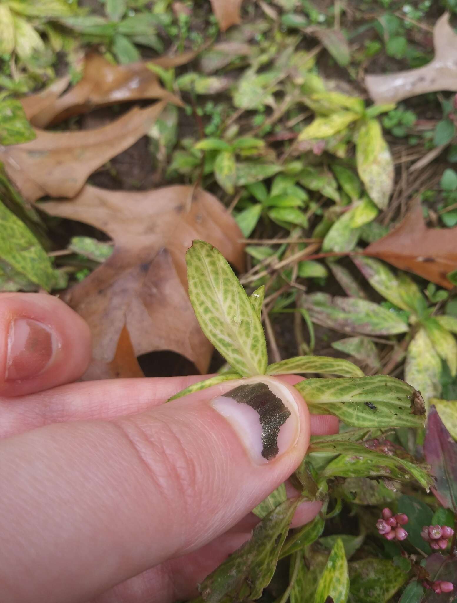 Image of Diodia vein chlorosis virus