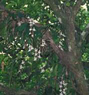 Image of Aerangis biloba (Lindl.) Schltr.
